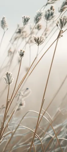Beautiful relaxing outdoor scenery of flowers against dusk