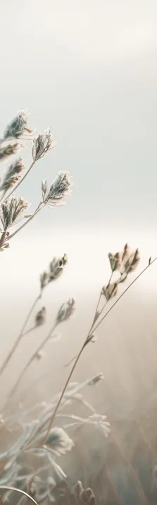 Beautiful relaxing outdoor scenery of flowers against dusk